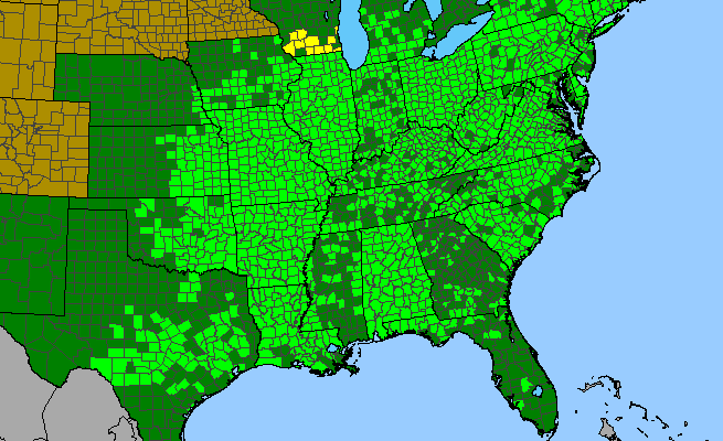 The range of Platanus occidentalis